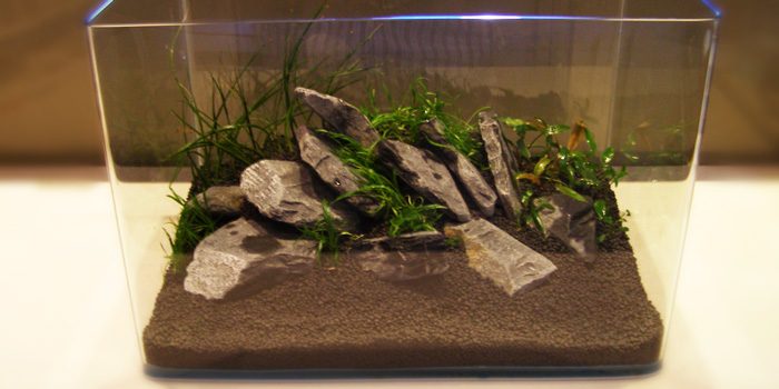 setting-up-your-own-basic-planted-aquarium-plant-aquarium-plants-aquaticmag-3273034