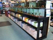 the-best-10-freshwater-aquarium-fish-for-beginners-easy-fish-for-fish-tanks-aquaticmag-205x155-7803518