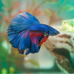 A blue and red betta fish with its distinctive long flowing fins