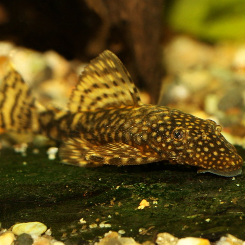 A bristlenose pleco, also known as a plecostomus, resting at the bottom of a freshwater fish tank