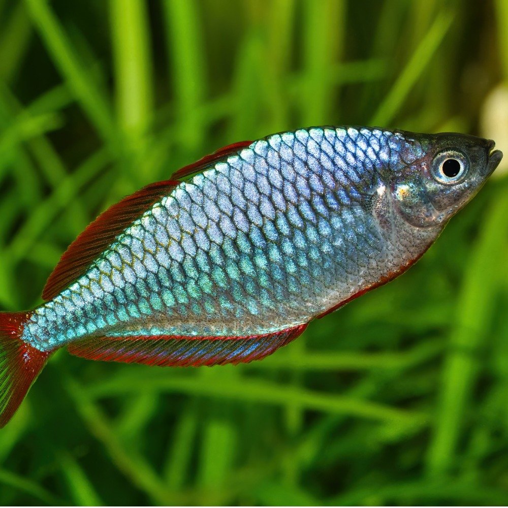 A dwarf rainbowfish in a freshwater fish tank