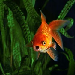 A fantail goldfish opening its mouth