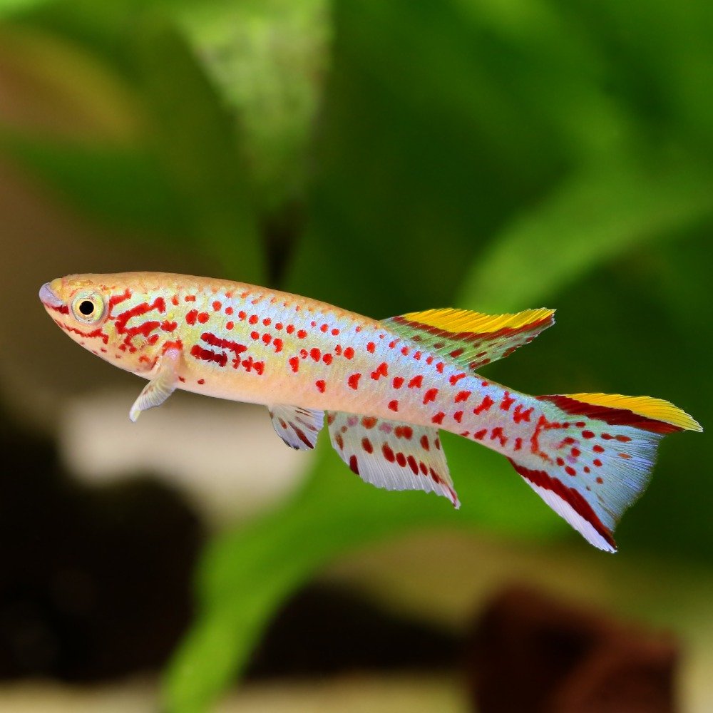 A lyretail killifish with red spots and yellow fin tips