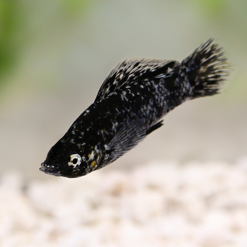 A black molly freshwater fish on a light background