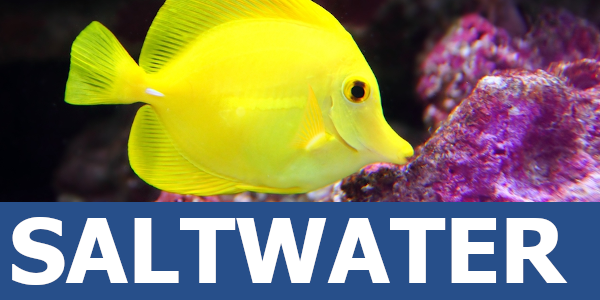 Learn about Saltwater Fish