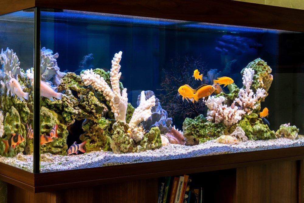 A large and colorful fish tank containing several varieties of fish