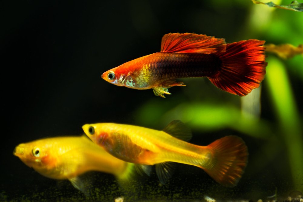 A male guppy with some females in the background