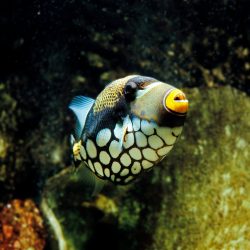 A triggerfish with its distinctive large yellow lips