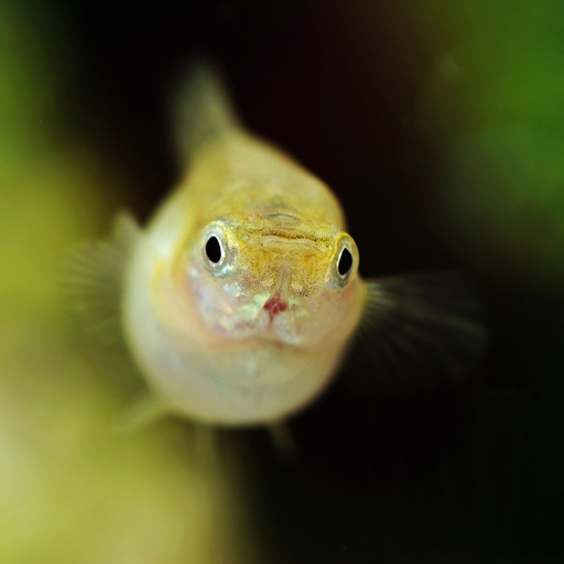 A female guppy pregnant with live young