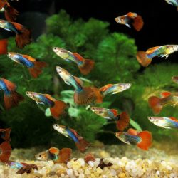 Lots of male guppies with red tails sharing a tank
